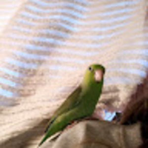 Meet your Posher, Missy